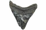 Fossil Megalodon Tooth - South Carolina #308082-1